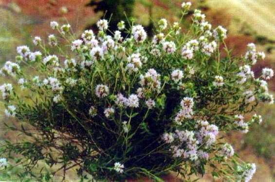 Thymus daenensis